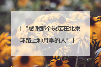 “感谢那个决定在北京环路上种月季的人”
