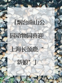 烟台南山公园动物园喜迎上海长颈鹿“新娘”