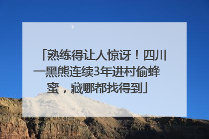 熟练得让人惊讶！四川一黑熊连续3年进村偷蜂蜜，藏哪都找得到