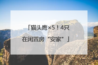猫头鹰×5！4只在闲置房“安家”