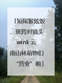 短尾猴炫饭、斑羚对镜头wink 云南山林萌物们“营业”啦