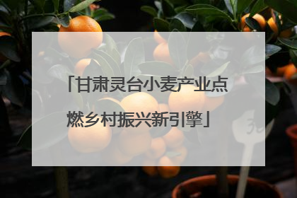 甘肃灵台小麦产业点燃乡村振兴新引擎