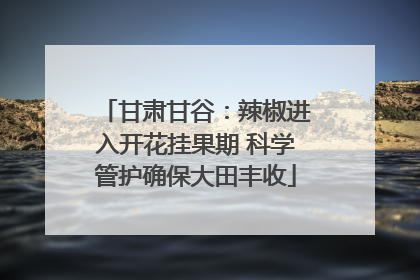 甘肃甘谷：辣椒进入开花挂果期 科学管护确保大田丰收