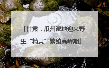甘肃：瓜州湿地迎来野生“精灵”繁殖高峰期