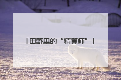 田野里的“精算师”