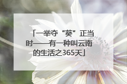 一举夺“葵”正当时——有一种叫云南的生活之365天