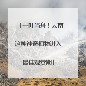 一叶当舟！云南这种神奇植物进入最佳观赏期