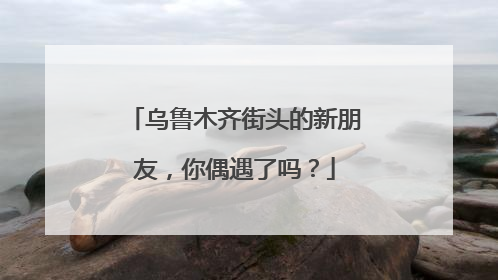 乌鲁木齐街头的新朋友，你偶遇了吗？