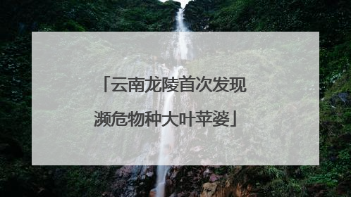 云南龙陵首次发现濒危物种大叶苹婆