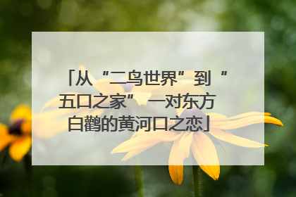 从“二鸟世界”到“五口之家” 一对东方白鹳的黄河口之恋