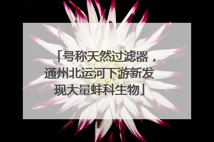 号称天然过滤器，通州北运河下游新发现大量蚌科生物