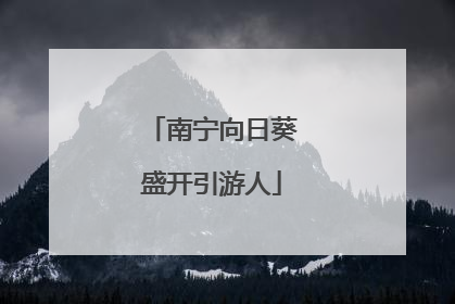南宁向日葵盛开引游人