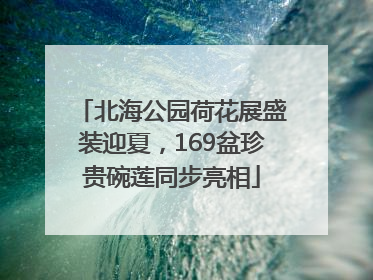 北海公园荷花展盛装迎夏，169盆珍贵碗莲同步亮相