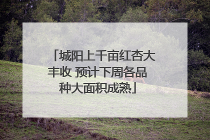 城阳上千亩红杏大丰收 预计下周各品种大面积成熟