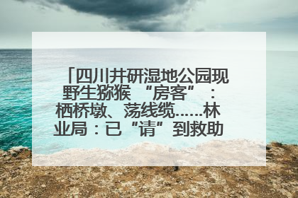 四川井研湿地公园现野生猕猴 “房客”：栖桥墩、荡线缆……林业局：已“请”到救助站，将放归自然