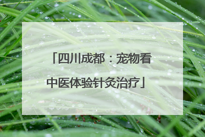 四川成都：宠物看中医体验针灸治疗