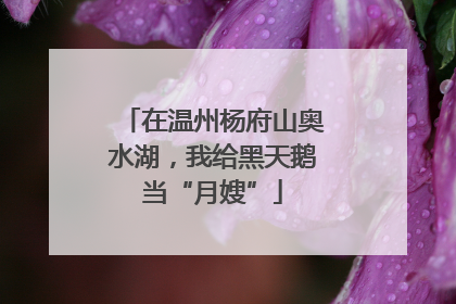 在温州杨府山奥水湖，我给黑天鹅当“月嫂”