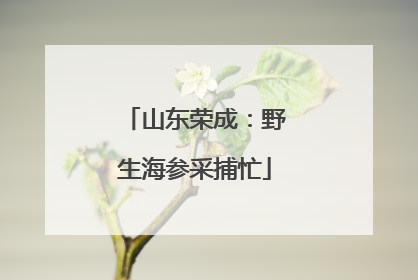 山东荣成：野生海参采捕忙