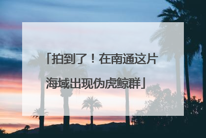 拍到了！在南通这片海域出现伪虎鲸群