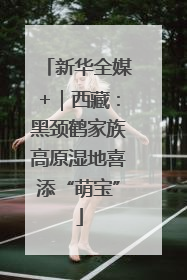 新华全媒+｜西藏：黑颈鹤家族高原湿地喜添“萌宝”
