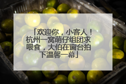 欢迎你，小客人！杭州一窝萌仔组团求喂食，大伯在窗台拍下温馨一幕