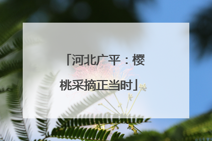 河北广平：樱桃采摘正当时
