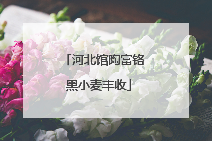 河北馆陶富铬黑小麦丰收