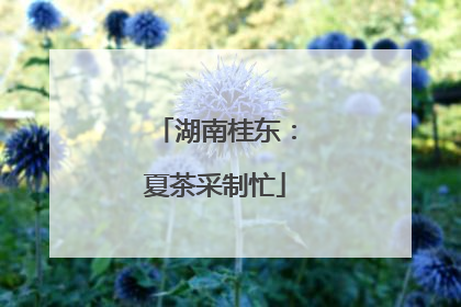 湖南桂东：夏茶采制忙