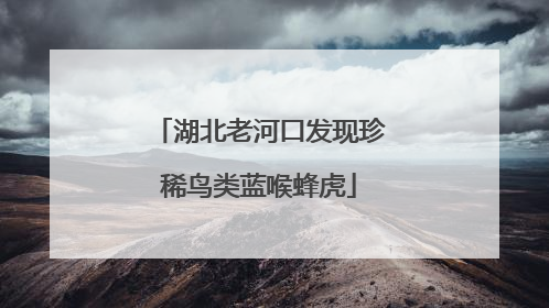 湖北老河口发现珍稀鸟类蓝喉蜂虎