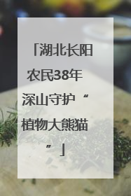 湖北长阳农民38年深山守护“植物大熊猫”