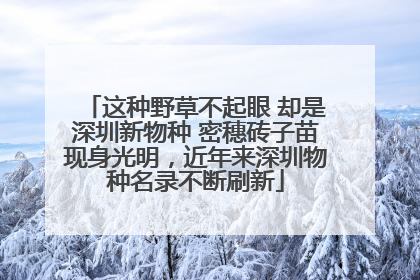 这种野草不起眼 却是深圳新物种 密穗砖子苗现身光明，近年来深圳物种名录不断刷新