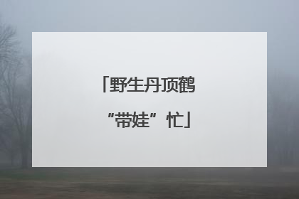 野生丹顶鹤“带娃”忙