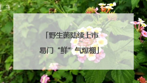 野生菌陆续上市 易门“鲜”气爆棚