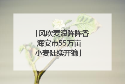 风吹麦浪阵阵香 海安市55万亩小麦陆续开镰