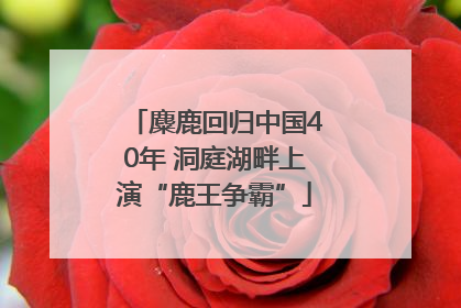 麋鹿回归中国40年 洞庭湖畔上演“鹿王争霸”