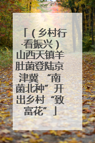 （乡村行·看振兴）山西天镇羊肚菌登陆京津冀 “南菌北种”开出乡村“致富花”