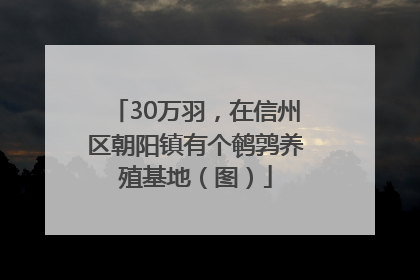 30万羽，在信州区朝阳镇有个鹌鹑养殖基地（图）